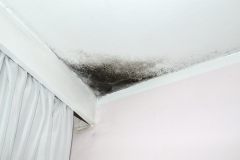 Mold on the ceiling